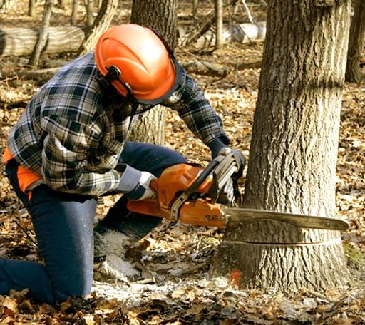 Tree Removal in Story, AR
